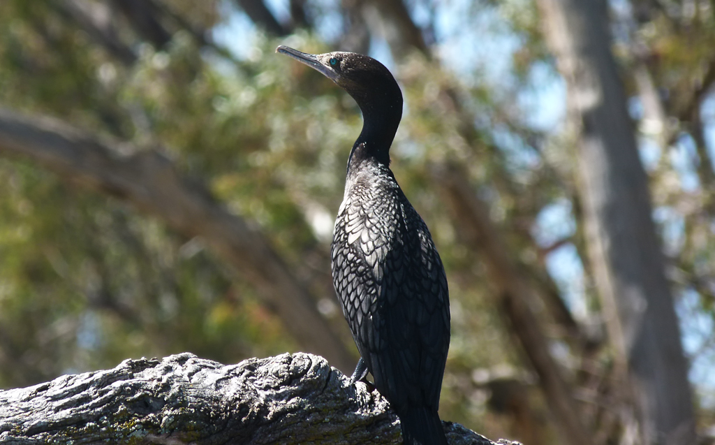 blackCormorant_james - Copy.jpg